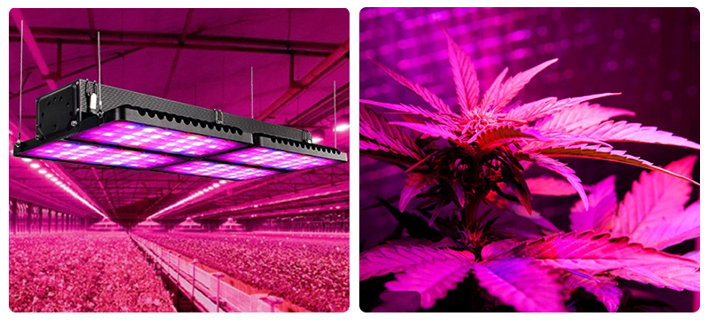 High power module design full spectrum 1600w led grow light for plantFL-ZWD-YY1