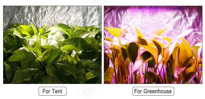 Samsung Lm301b 300W 600W LED Grow Light Full Spectrum Flower Vegetable Growing Succulents Greenhouse Hydroponics Indoor Plant Lamp